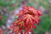 - Acer palmatum 'Naniwa beni' Japanese Maple - Mr Maple │ Buy Japanese Maple Trees