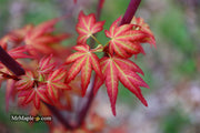 - Acer palmatum 'Naniwa beni' Japanese Maple - Mr Maple │ Buy Japanese Maple Trees