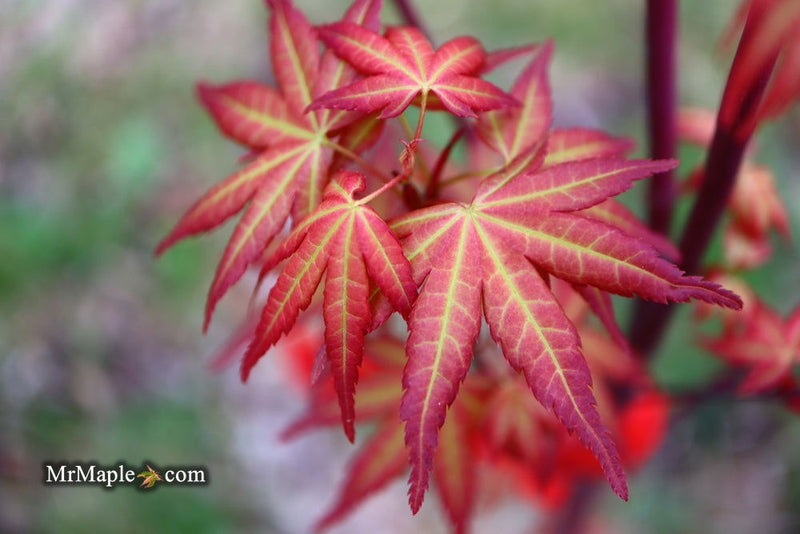 - Acer palmatum 'Naniwa beni' Japanese Maple - Mr Maple │ Buy Japanese Maple Trees