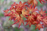 - Acer palmatum 'Naniwa beni' Japanese Maple - Mr Maple │ Buy Japanese Maple Trees