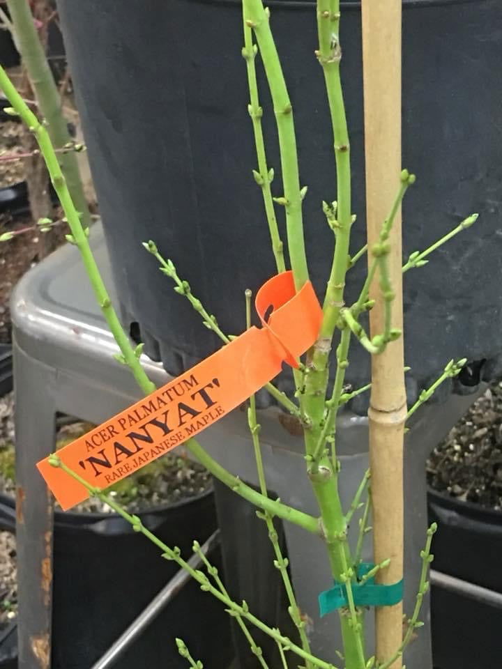 Buy Acer palmatum 'Nanyat' Green Bark Dwarf Japanese Maple — Mr