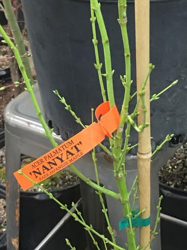 - Acer palmatum 'Nanyat' Green Bark Dwarf Japanese Maple - Mr Maple │ Buy Japanese Maple Trees