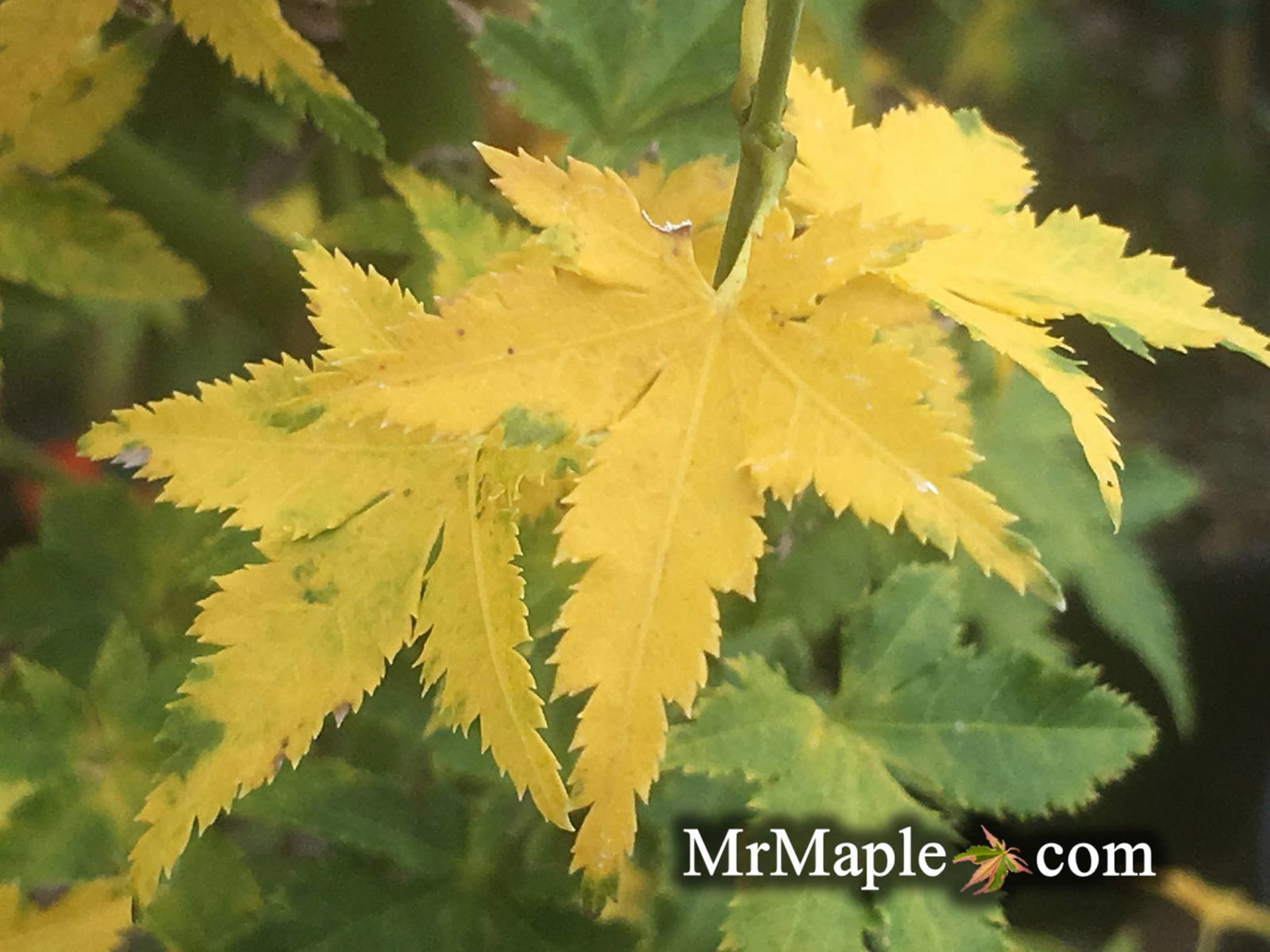 Buy Acer palmatum 'Nanyat' Green Bark Dwarf Japanese Maple — Mr