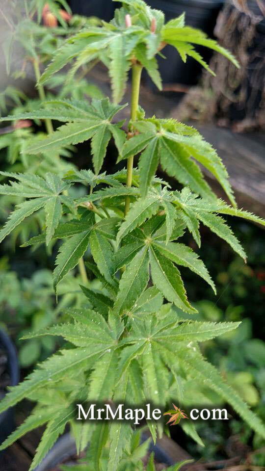 Buy Acer palmatum 'Nanyat' Green Bark Dwarf Japanese Maple — Mr