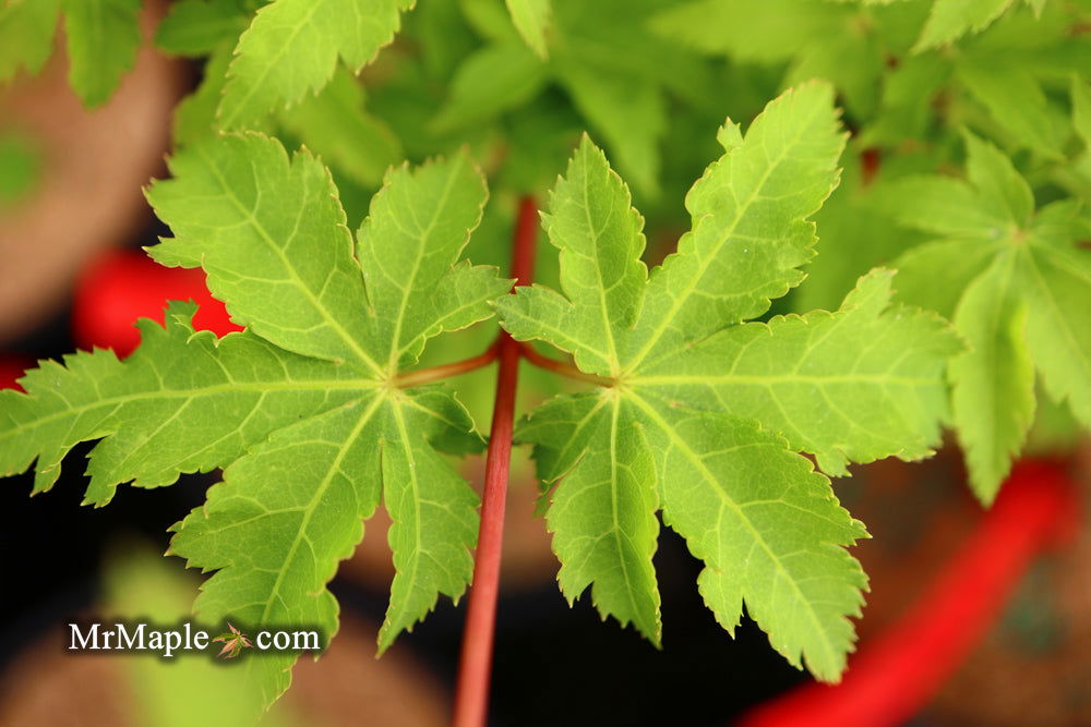 - Acer palmatum 'Nanyat' Green Bark Dwarf Japanese Maple - Mr Maple │ Buy Japanese Maple Trees