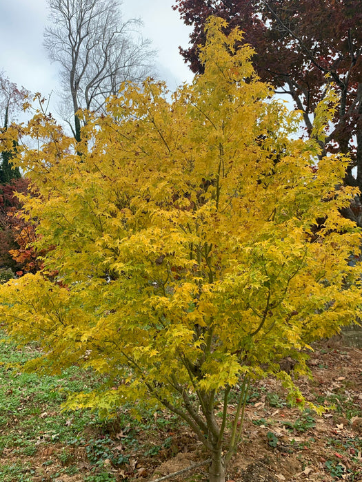 - Acer palmatum 'Nanyat' Green Bark Dwarf Japanese Maple - Mr Maple │ Buy Japanese Maple Trees