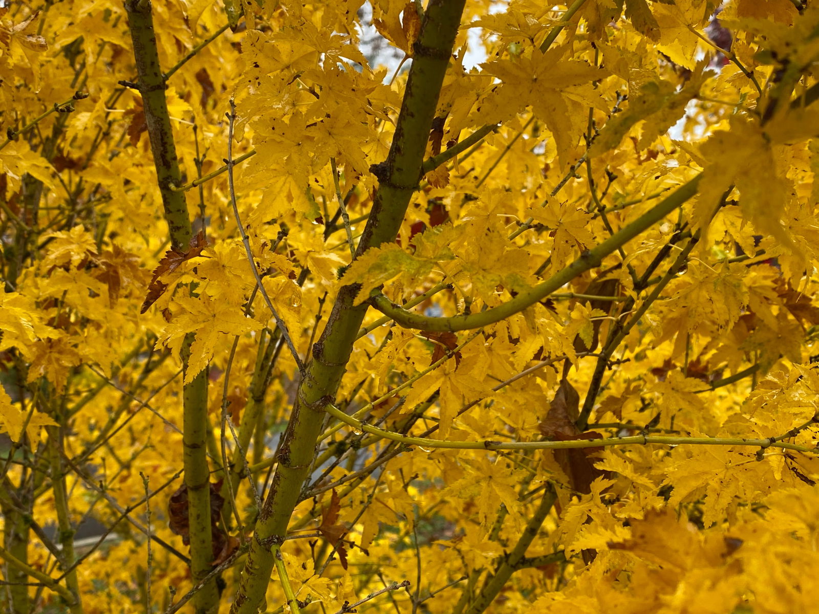 Buy Acer palmatum 'Nanyat' Green Bark Dwarf Japanese Maple — Mr