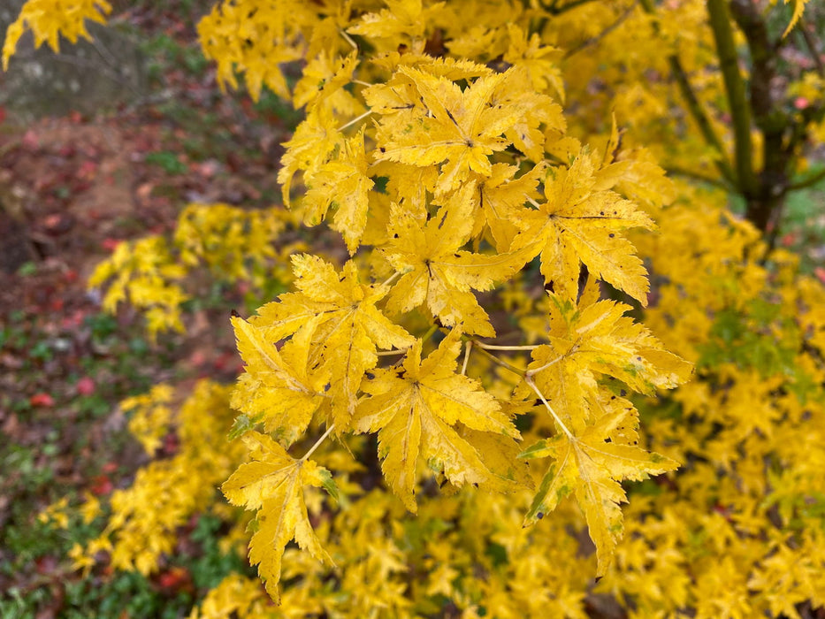 - Acer palmatum 'Nanyat' Green Bark Dwarf Japanese Maple - Mr Maple │ Buy Japanese Maple Trees