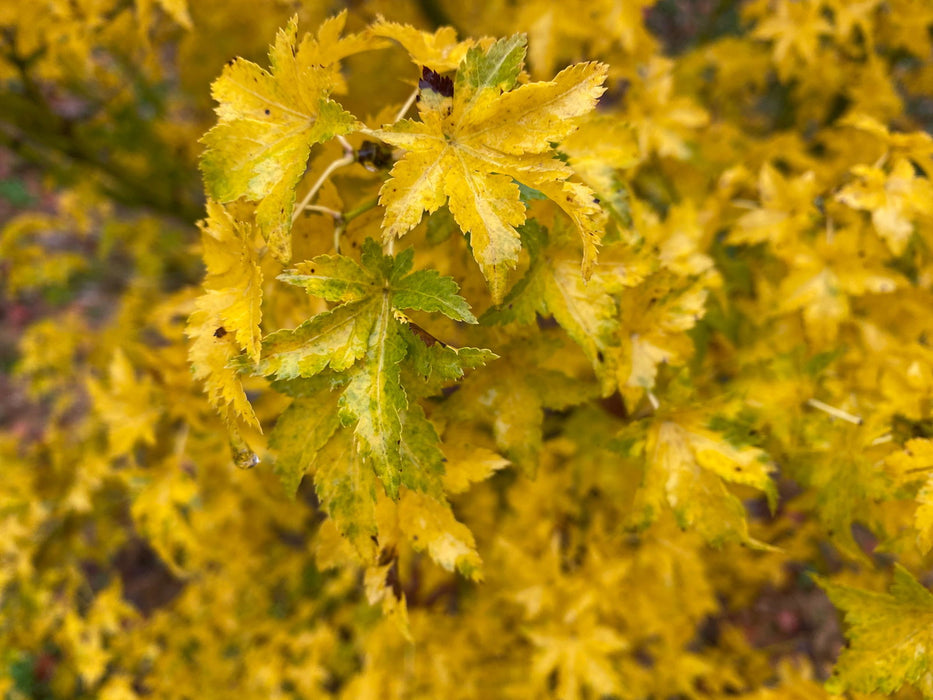 - Acer palmatum 'Nanyat' Green Bark Dwarf Japanese Maple - Mr Maple │ Buy Japanese Maple Trees