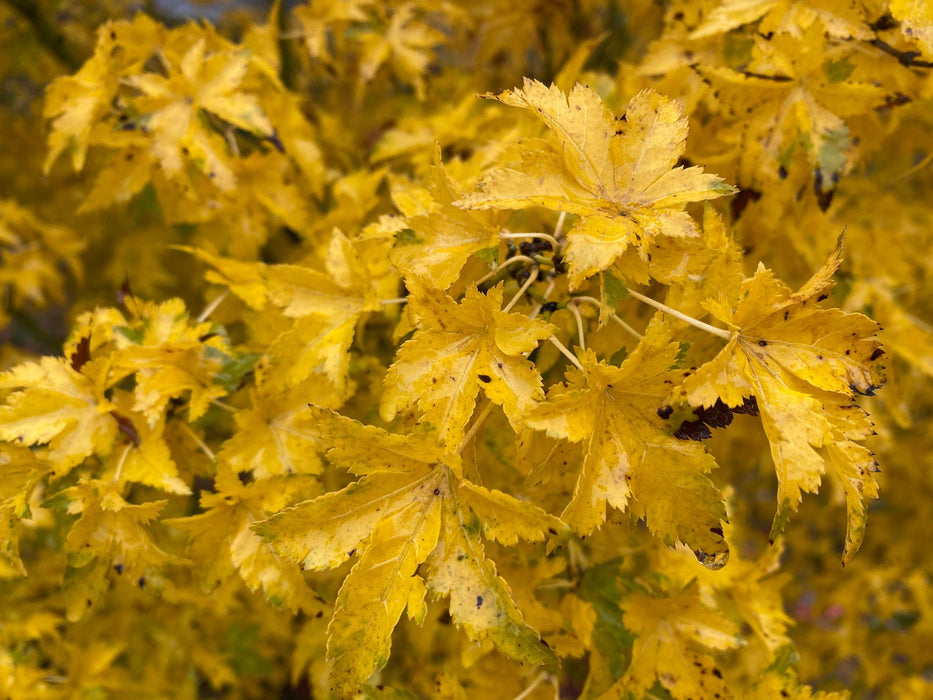 - Acer palmatum 'Nanyat' Green Bark Dwarf Japanese Maple - Mr Maple │ Buy Japanese Maple Trees