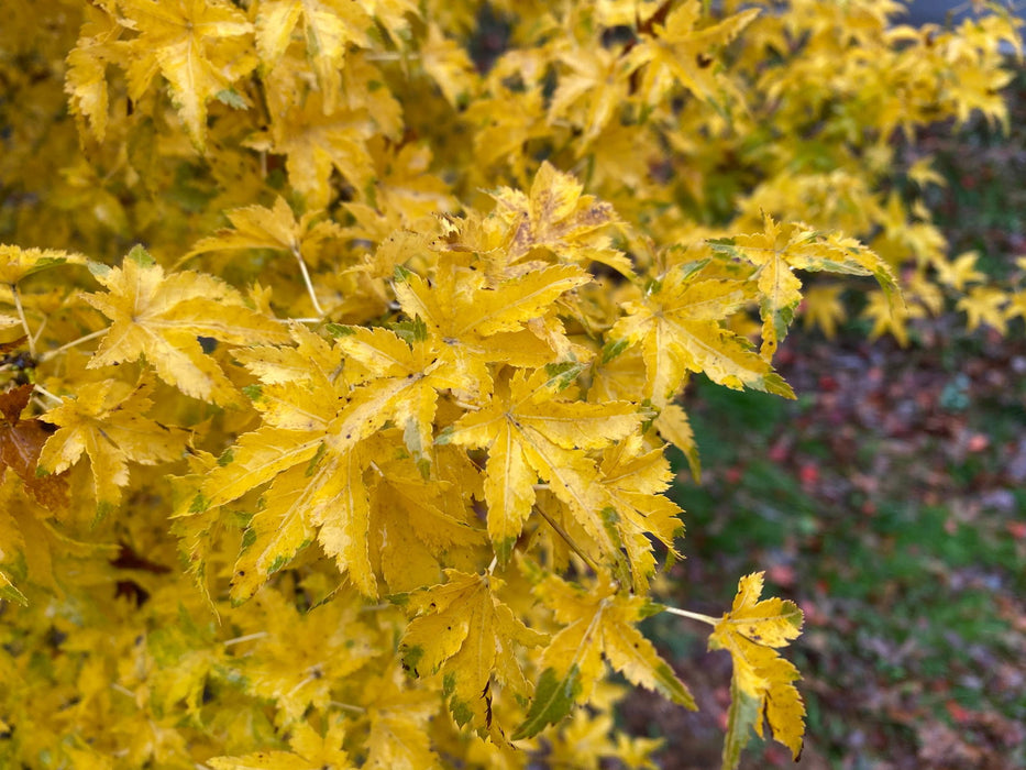 - Acer palmatum 'Nanyat' Green Bark Dwarf Japanese Maple - Mr Maple │ Buy Japanese Maple Trees