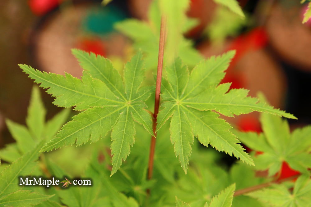 natea☺︎ Buy Acer palmatum 'Nanyat' Green Bark Dwarf Japanese Maple — Mr