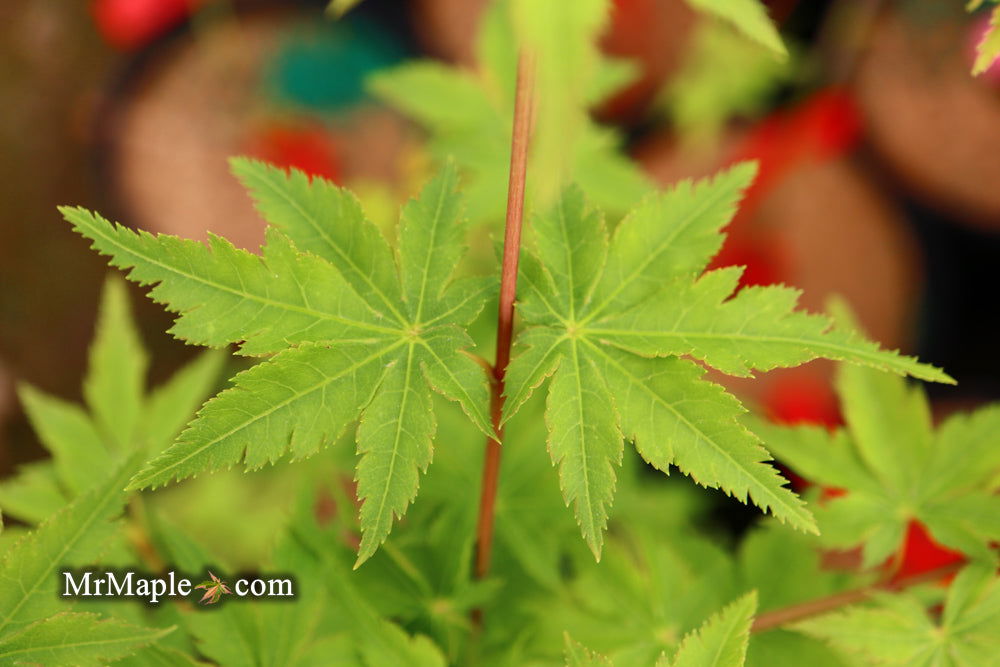 - Acer palmatum 'Nanyat' Green Bark Dwarf Japanese Maple - Mr Maple │ Buy Japanese Maple Trees