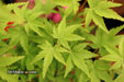 - Acer palmatum 'Nanyat' Green Bark Dwarf Japanese Maple - Mr Maple │ Buy Japanese Maple Trees