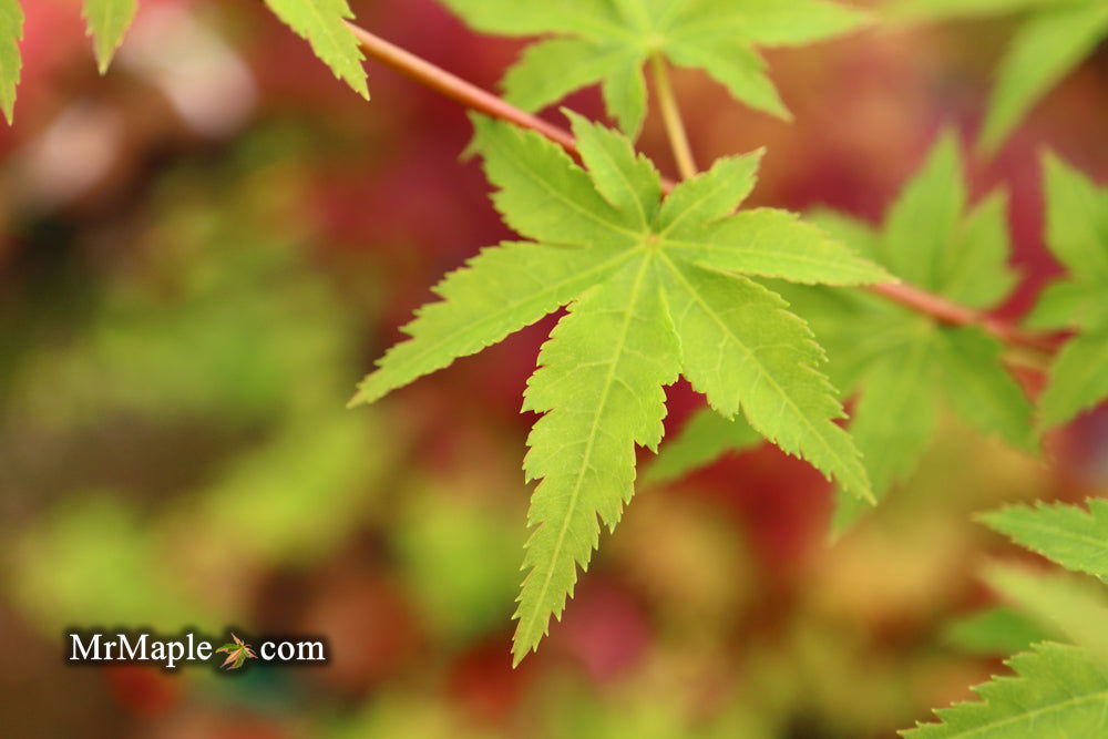 - Acer palmatum 'Nanyat' Green Bark Dwarf Japanese Maple - Mr Maple │ Buy Japanese Maple Trees