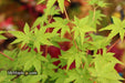 - Acer palmatum 'Nanyat' Green Bark Dwarf Japanese Maple - Mr Maple │ Buy Japanese Maple Trees