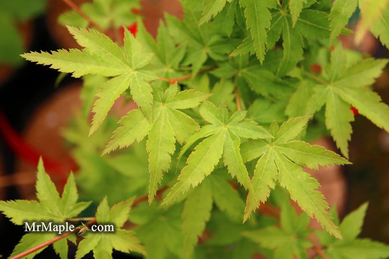 - Acer palmatum 'Nanyat' Green Bark Dwarf Japanese Maple - Mr Maple │ Buy Japanese Maple Trees