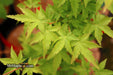 - Acer palmatum 'Nanyat' Green Bark Dwarf Japanese Maple - Mr Maple │ Buy Japanese Maple Trees