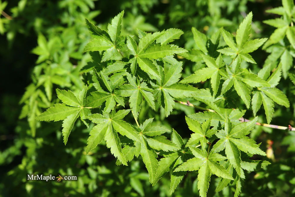 - Acer palmatum 'Nanyat' Green Bark Dwarf Japanese Maple - Mr Maple │ Buy Japanese Maple Trees