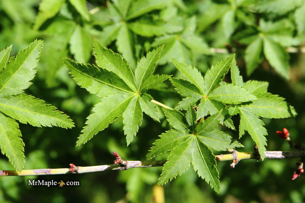 - Acer palmatum 'Nanyat' Green Bark Dwarf Japanese Maple - Mr Maple │ Buy Japanese Maple Trees