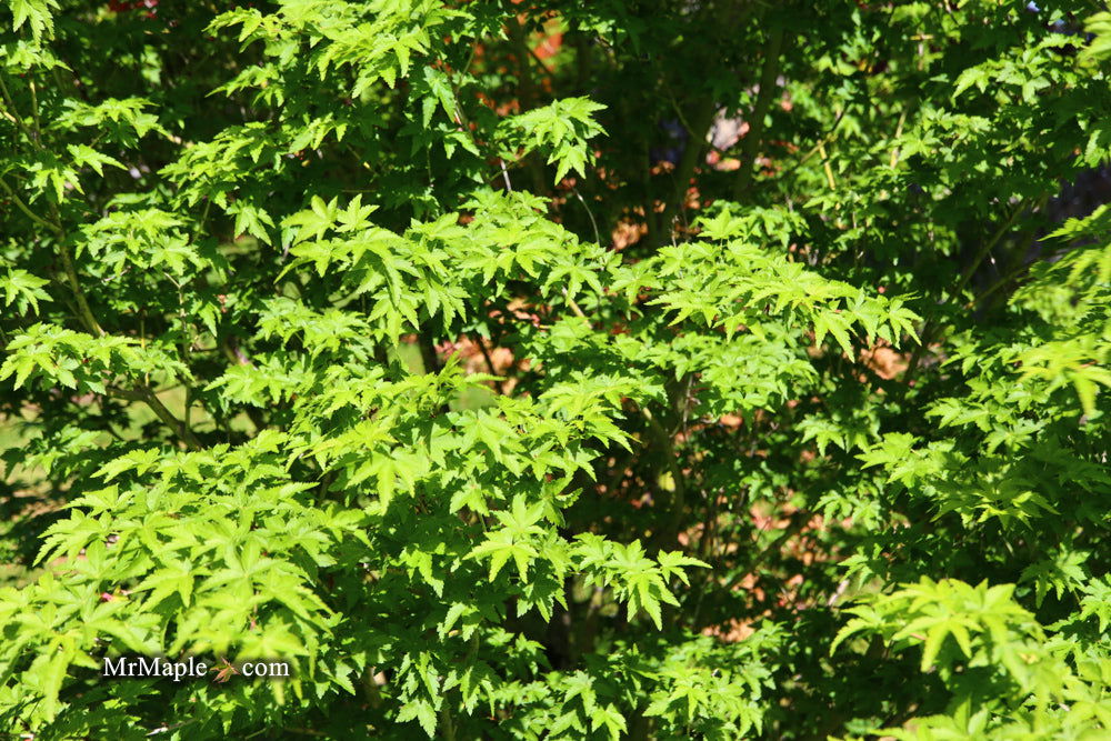 - Acer palmatum 'Nanyat' Green Bark Dwarf Japanese Maple - Mr Maple │ Buy Japanese Maple Trees