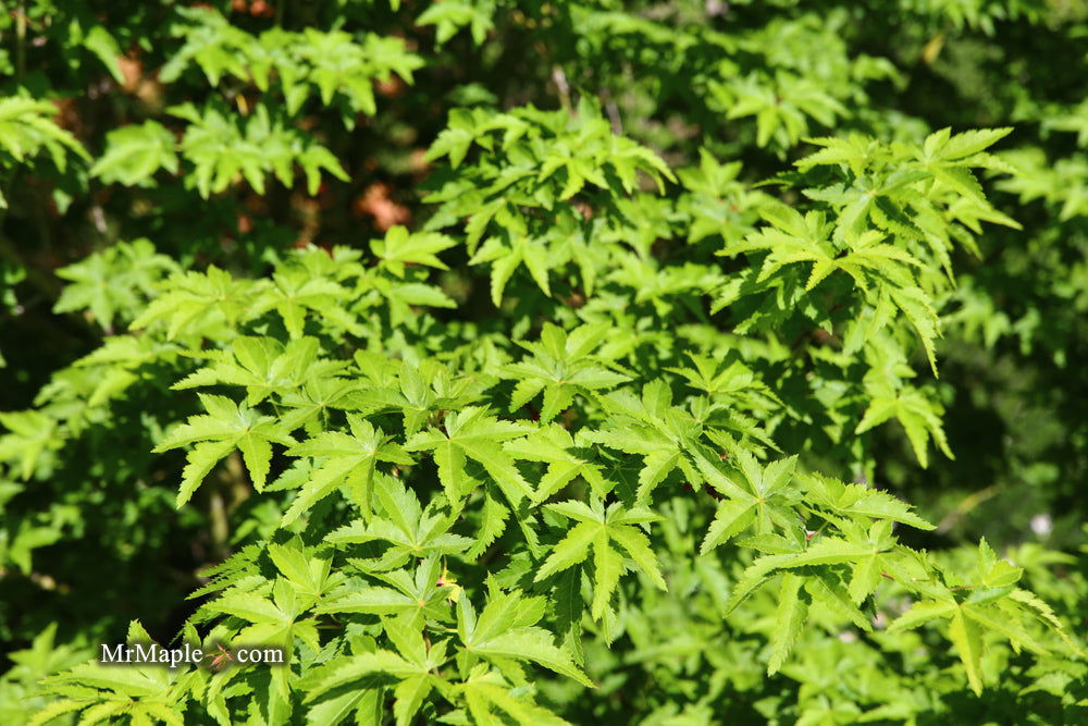 - Acer palmatum 'Nanyat' Green Bark Dwarf Japanese Maple - Mr Maple │ Buy Japanese Maple Trees