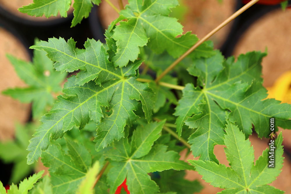 - Acer palmatum 'Nanyat' Green Bark Dwarf Japanese Maple - Mr Maple │ Buy Japanese Maple Trees