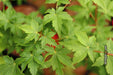 - Acer palmatum 'Nanyat' Green Bark Dwarf Japanese Maple - Mr Maple │ Buy Japanese Maple Trees