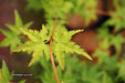 - Acer palmatum 'Nanyat' Green Bark Dwarf Japanese Maple - Mr Maple │ Buy Japanese Maple Trees