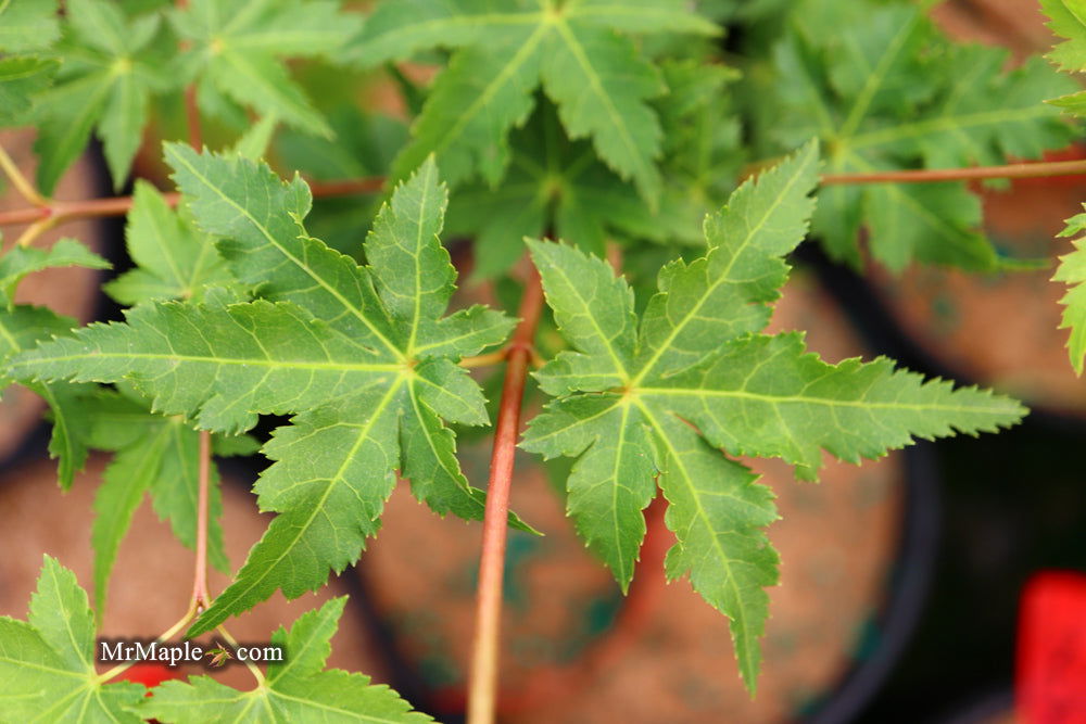 - Acer palmatum 'Nanyat' Green Bark Dwarf Japanese Maple - Mr Maple │ Buy Japanese Maple Trees