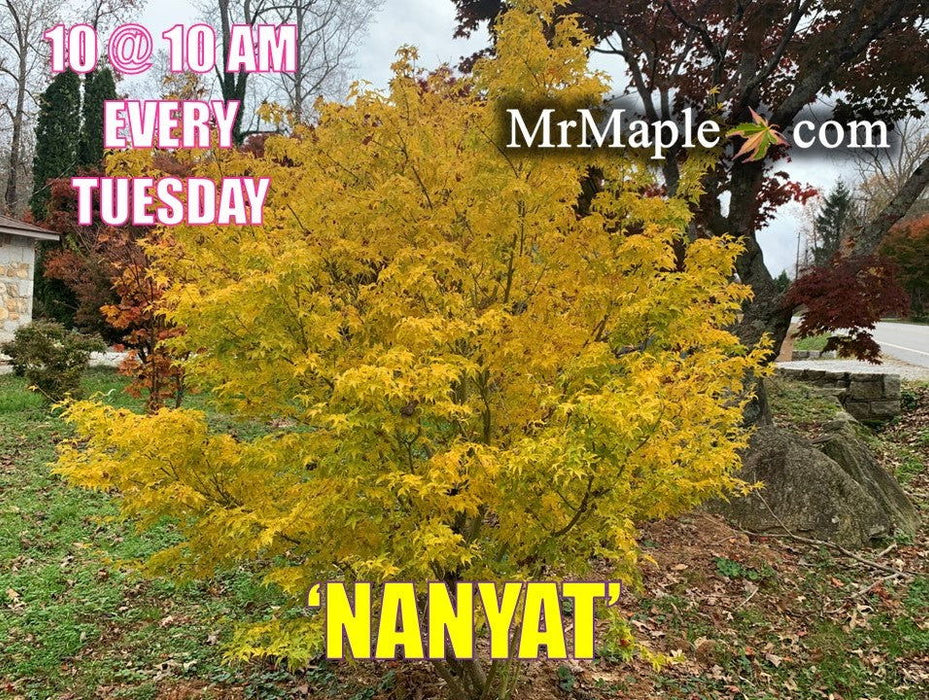 - Acer palmatum 'Nanyat' Green Bark Dwarf Japanese Maple - Mr Maple │ Buy Japanese Maple Trees