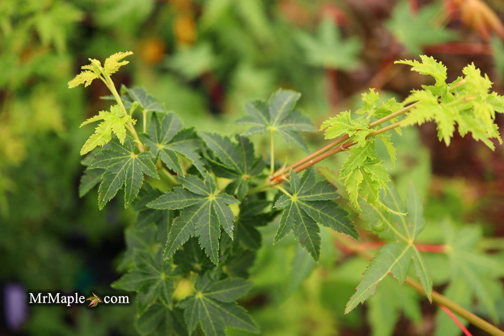 - Acer palmatum 'Nanyat' Green Bark Dwarf Japanese Maple - Mr Maple │ Buy Japanese Maple Trees