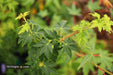 - Acer palmatum 'Nanyat' Green Bark Dwarf Japanese Maple - Mr Maple │ Buy Japanese Maple Trees