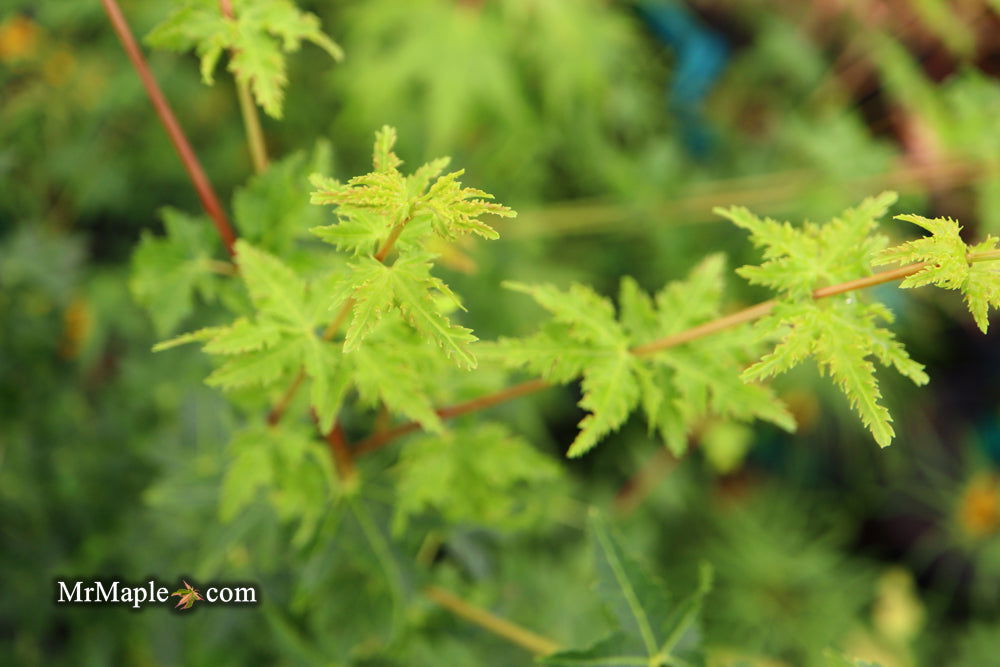 - Acer palmatum 'Nanyat' Green Bark Dwarf Japanese Maple - Mr Maple │ Buy Japanese Maple Trees