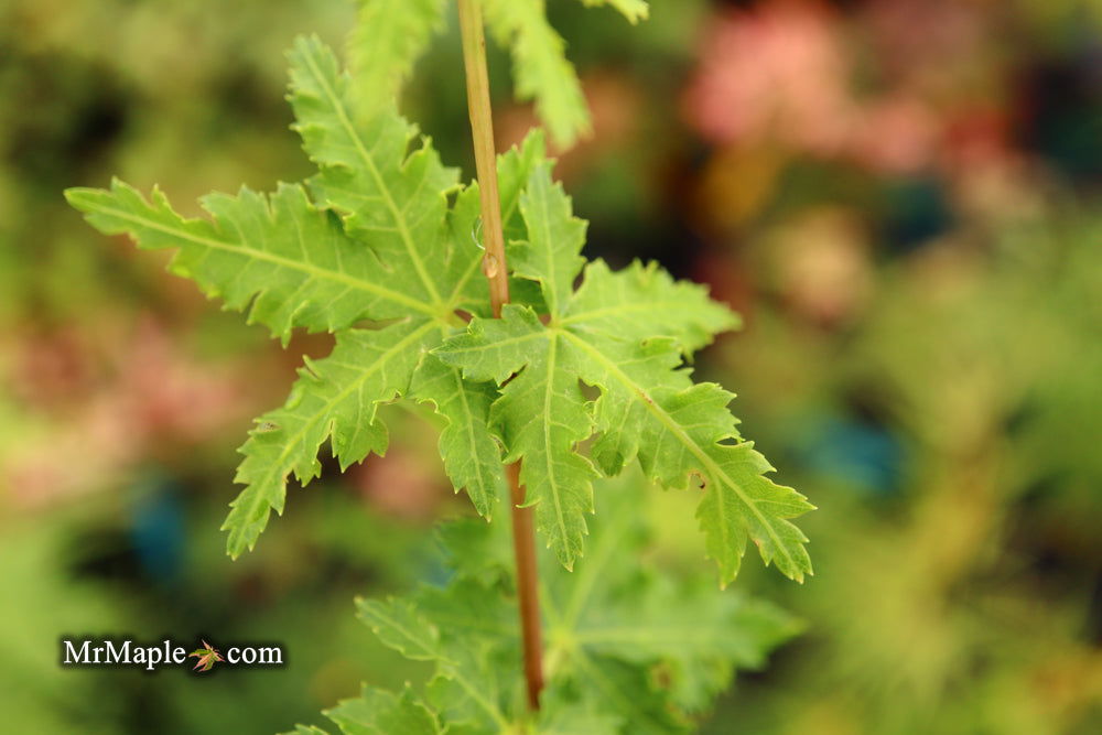 - Acer palmatum 'Nanyat' Green Bark Dwarf Japanese Maple - Mr Maple │ Buy Japanese Maple Trees