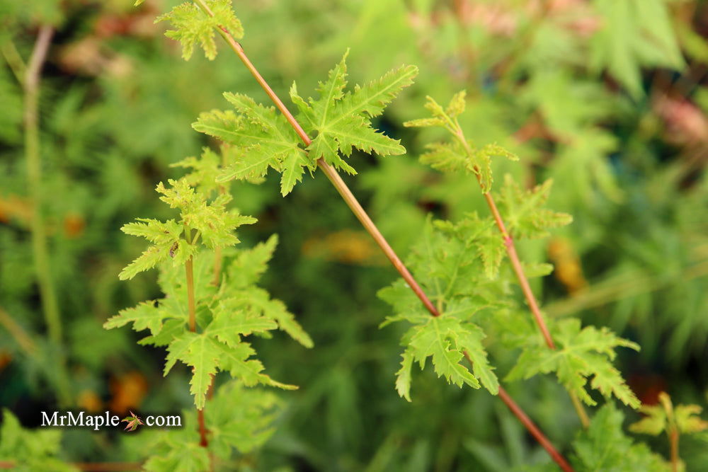 - Acer palmatum 'Nanyat' Green Bark Dwarf Japanese Maple - Mr Maple │ Buy Japanese Maple Trees