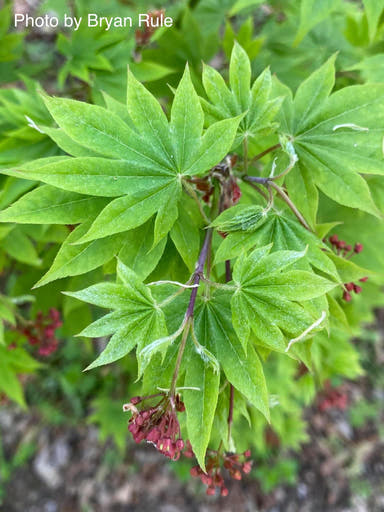 - Acer palmatum 'Narou nishiki' Japanese maple - Mr Maple │ Buy Japanese Maple Trees
