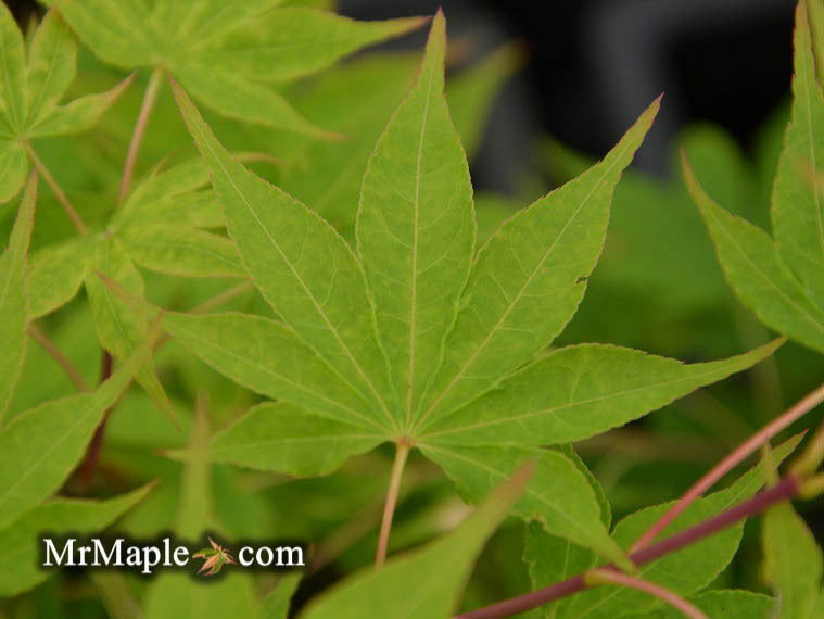 Buy Acer palmatum 'Narou nishiki' Japanese maple — Mr Maple │ Buy