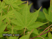 - Acer palmatum 'Narou nishiki' Japanese maple - Mr Maple │ Buy Japanese Maple Trees