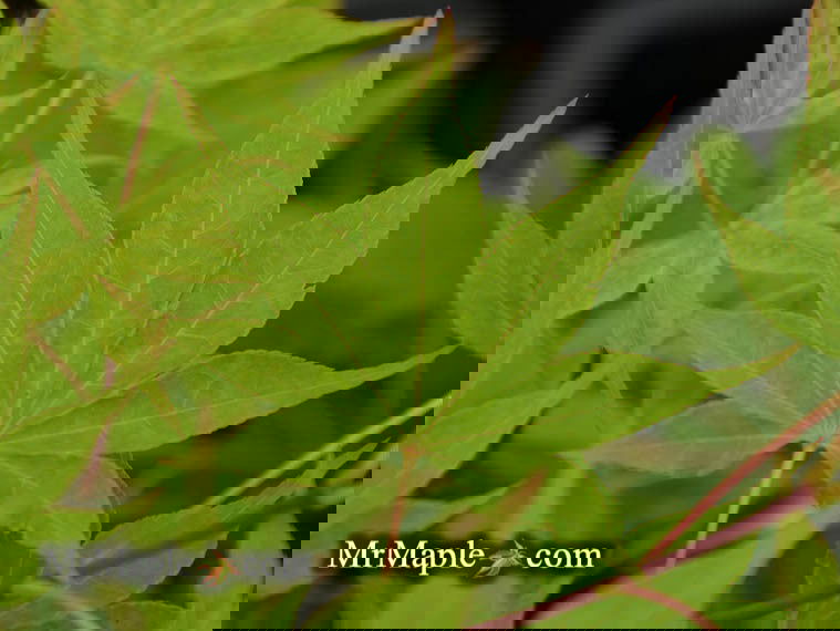- Acer palmatum 'Narou nishiki' Japanese maple - Mr Maple │ Buy Japanese Maple Trees