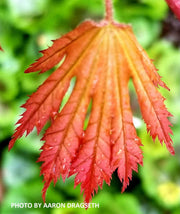 - Acer palmatum 'Nathan' Variegated Japanese Maple - Mr Maple │ Buy Japanese Maple Trees