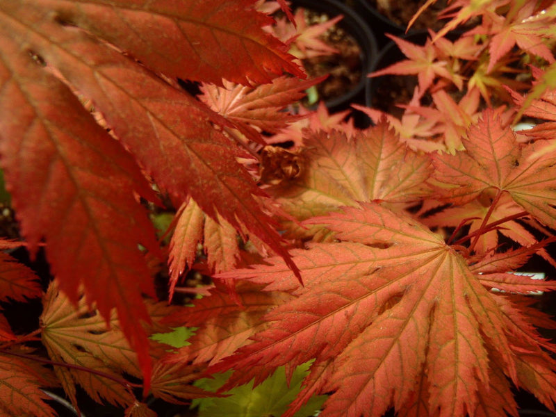 - Acer palmatum 'Nathan' Variegated Japanese Maple - Mr Maple │ Buy Japanese Maple Trees