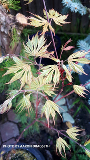 - Acer palmatum 'Nathan' Variegated Japanese Maple - Mr Maple │ Buy Japanese Maple Trees