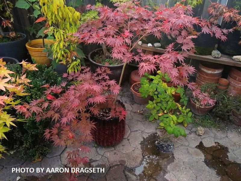 - Acer palmatum 'Nathan' Variegated Japanese Maple - Mr Maple │ Buy Japanese Maple Trees