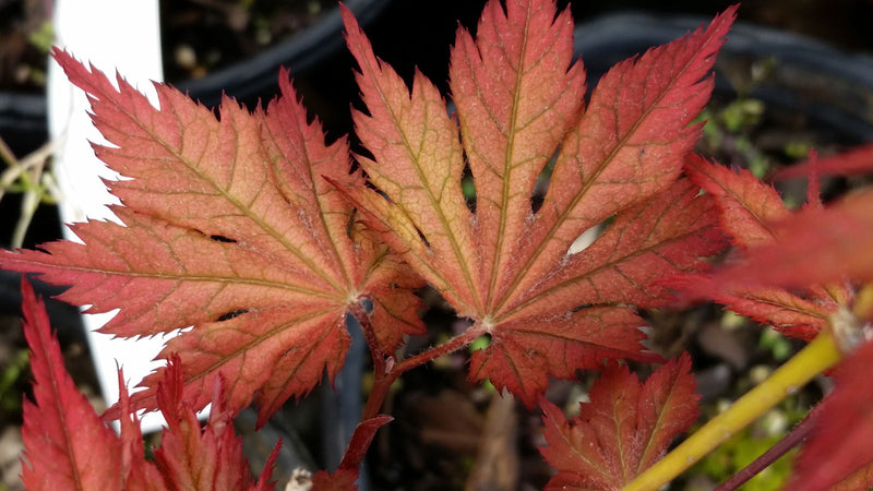 - Acer palmatum 'Nathan' Variegated Japanese Maple - Mr Maple │ Buy Japanese Maple Trees