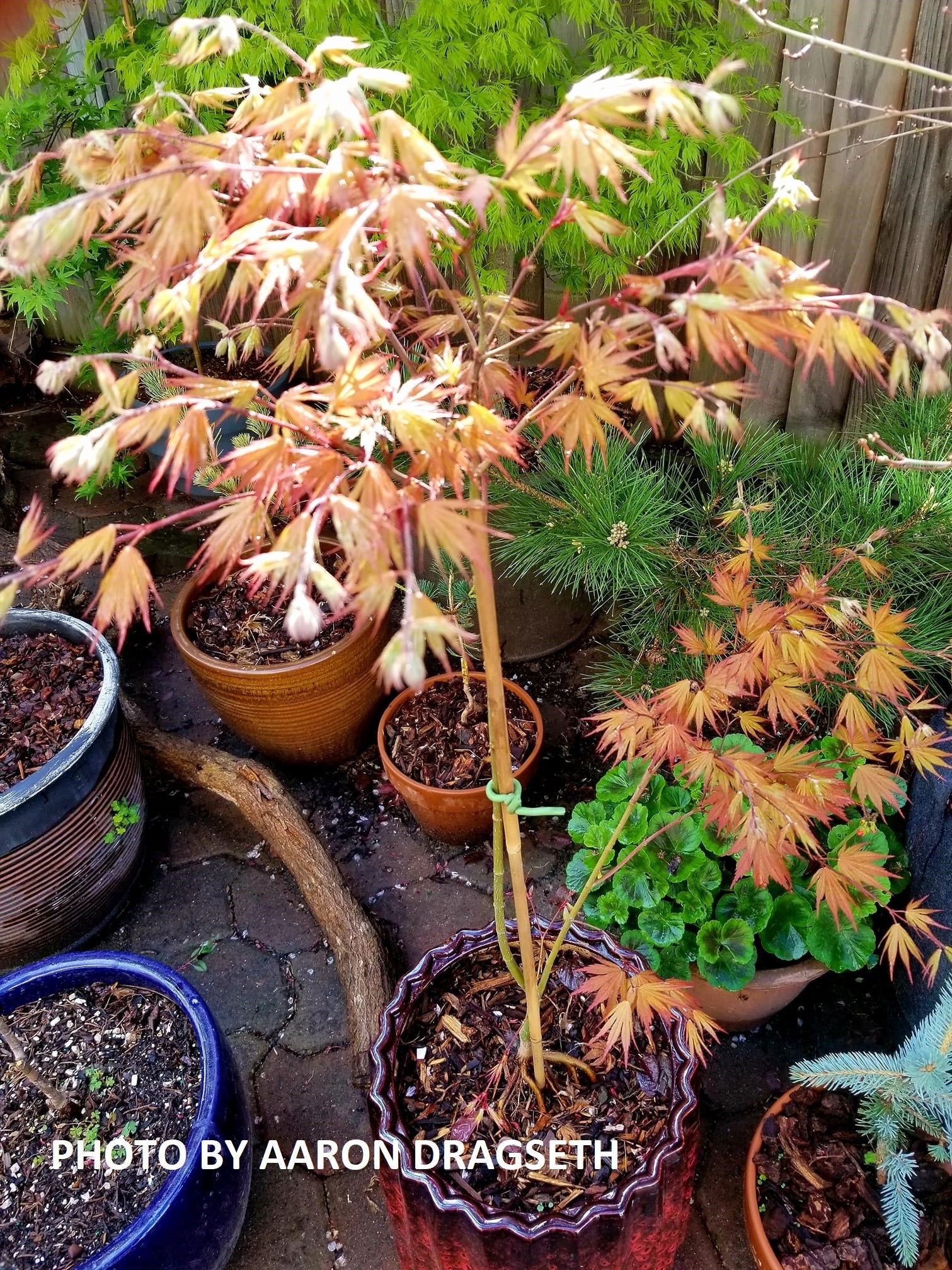 Buy Acer palmatum 'Nathan' Variegated Japanese Maple — Mr Maple