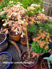 - Acer palmatum 'Nathan' Variegated Japanese Maple - Mr Maple │ Buy Japanese Maple Trees