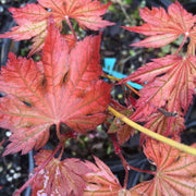 - Acer palmatum 'Nathan' Variegated Japanese Maple - Mr Maple │ Buy Japanese Maple Trees