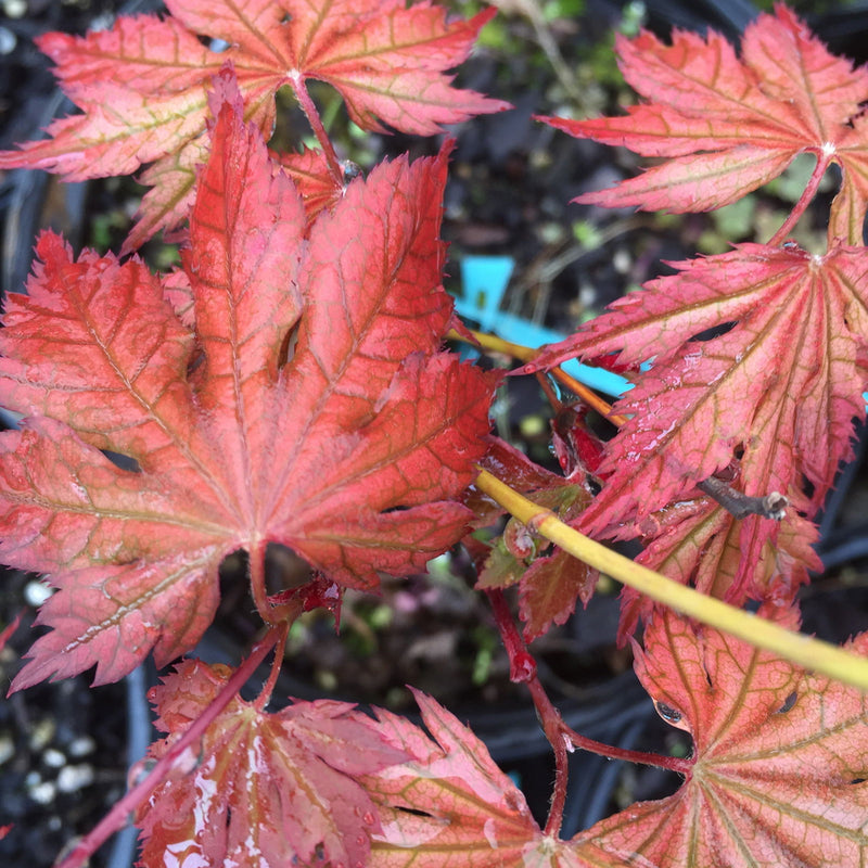 - Acer palmatum 'Nathan' Variegated Japanese Maple - Mr Maple │ Buy Japanese Maple Trees