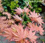 - Acer palmatum 'Nathan' Variegated Japanese Maple - Mr Maple │ Buy Japanese Maple Trees